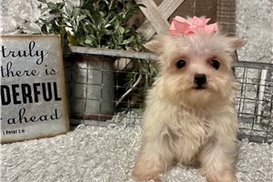 Michelle - Maltese for sale