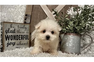 Oscar - puppy for sale