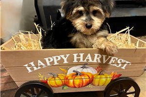 Indigo, a Morkie / Yorktese puppy