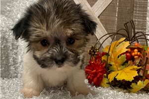 Franklin - puppy for sale