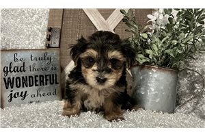 Indigo - Morkie / Yorktese for sale