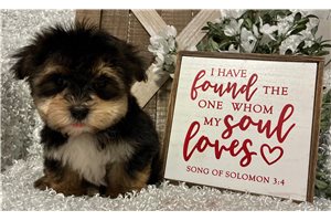 Kristopher - Morkie / Yorktese for sale