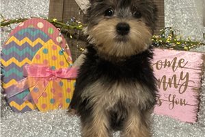 Kole - Morkie / Yorktese for sale