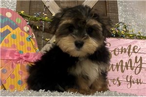 Kristopher - Morkie / Yorktese for sale