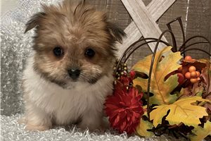 Felicity - Morkie / Yorktese for sale