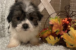Flynn - puppy for sale