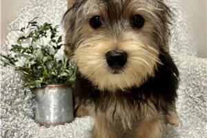 Kole - Morkie / Yorktese for sale
