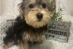 Kole - Morkie / Yorktese for sale
