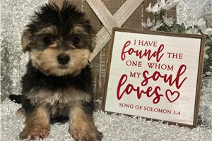 Kole - puppy for sale