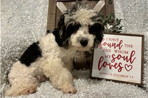 Emmett - Poodle, Miniature for sale