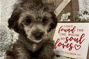 Edison - Poodle, Miniature for sale