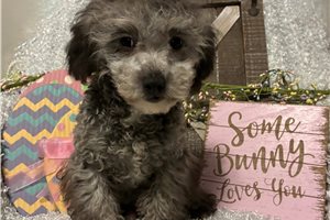 Edison - Poodle, Miniature for sale