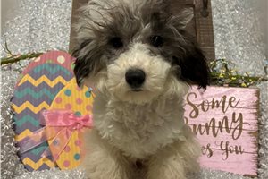Elvis - Poodle, Miniature for sale