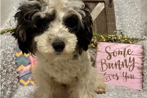 Emmett - Poodle, Miniature for sale