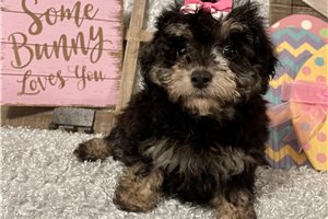Bianca - Poodle, Toy for sale
