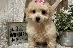 Dottie - Poodle, Toy for sale