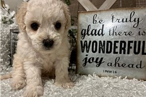 Dottie - Poodle, Toy for sale