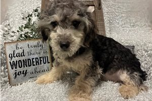 Justin - Poodle, Toy for sale