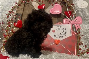 Jiminy - puppy for sale