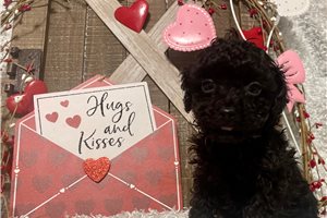 Jasmine - puppy for sale