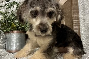 Justin - Poodle, Toy for sale