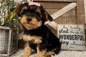 Minnie - puppy for sale