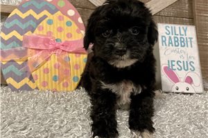 Murray - puppy for sale