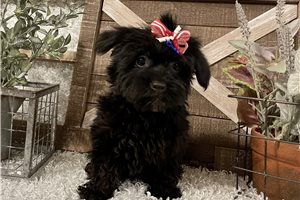Nixa - puppy for sale