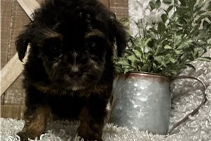 Otto - Yorkiepoo - Yorkie Poo for sale