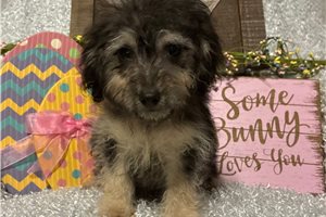 Justin - Yorkiepoo - Yorkie Poo for sale
