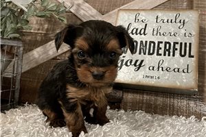 Noah - puppy for sale