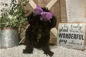 Sariah - Yorkiepoo - Yorkie Poo for sale