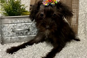 Sariah - Yorkiepoo - Yorkie Poo for sale