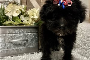 Sariah - Yorkiepoo - Yorkie Poo for sale