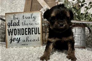 Sinders - puppy for sale