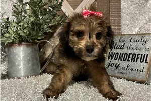Orea, a Yorkiepoo puppy