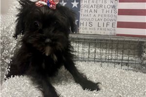 Sariah - Yorkiepoo - Yorkie Poo for sale
