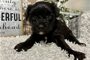 Sariah - Yorkiepoo - Yorkie Poo for sale