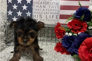 Caspien - puppy for sale