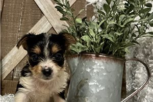 Janelle - puppy for sale