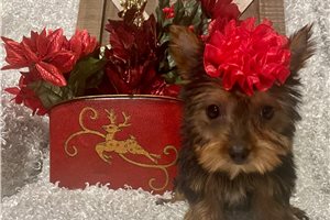 Ginny - Yorkshire Terrier - Yorkie for sale