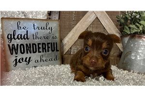 Jamie - Yorkshire Terrier - Yorkie for sale