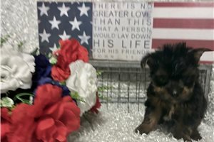 Marvel - puppy for sale