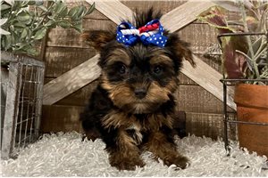 Emma - Yorkshire Terrier - Yorkie for sale