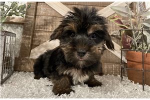 Elias - Yorkshire Terrier - Yorkie for sale