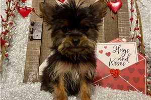 Henri - puppy for sale