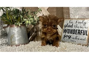 Jane - Yorkie for sale