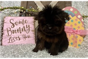 Liam - Yorkshire Terrier - Yorkie for sale