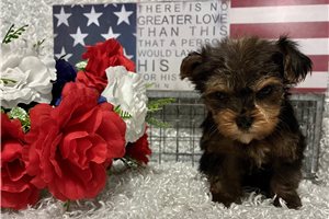 Maxx - Yorkshire Terrier - Yorkie for sale
