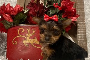 Isla - puppy for sale